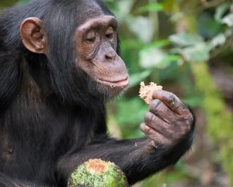 Apes Ingest Daily Ethanol Equivalent to a Beer from Ripe Fruit
